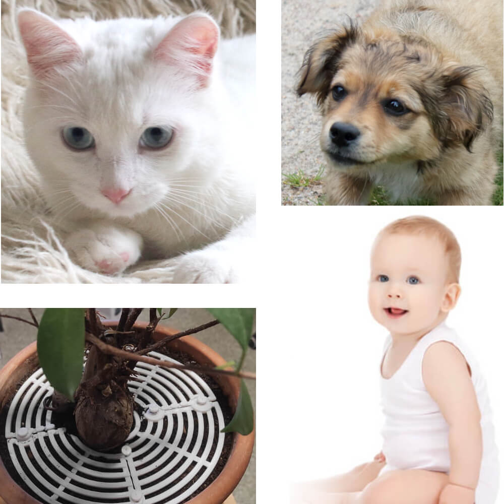 Jak zabezpieczyć doniczki przed małymi dziećmi oraz przed psami i kotami?